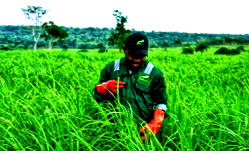 Agri Capital lists crops to bridge farmer-industry gaps, urges industrialisation