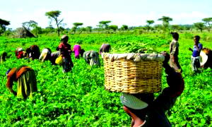 2021 harvest: mixed fortunes for Nigerian farmers in North – West states