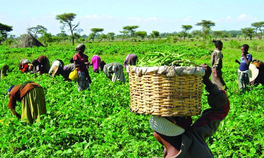 Food scarcity presents huge opportunity for youths to go into farming ...