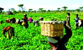 2022 Dry Season Farming: Plateau, Osun farmers receive farm inputs from FG