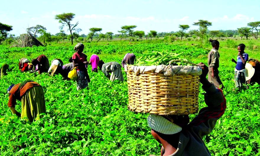 2021 harvest: mixed fortunes for Nigerian farmers in North – West states