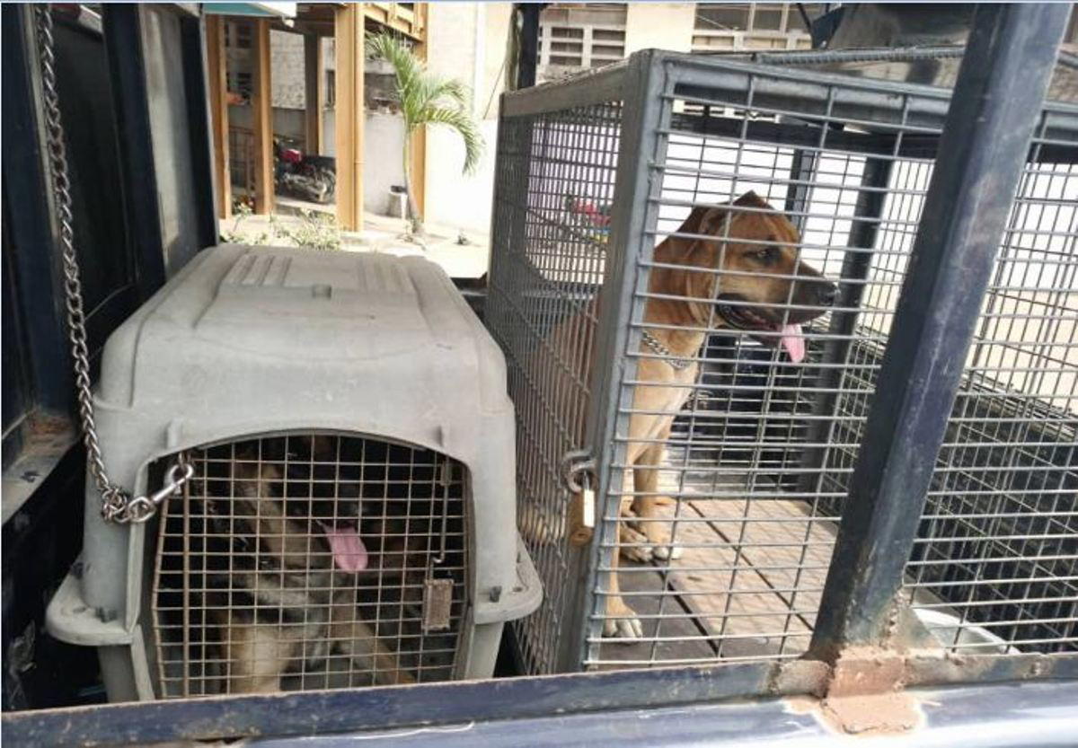 Man unleashes dogs on police team in Lagos