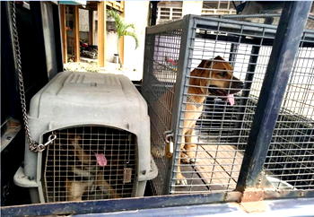 Man unleashes dogs on police team in Lagos