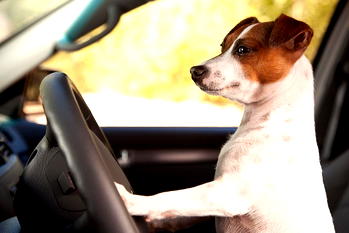 Dog blamed for crashing owner’s Jeep into building