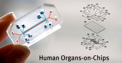 Israeli researchers develop kidney-on-chip platform to test drugs