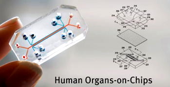 Israeli researchers develop kidney-on-chip platform to test drugs