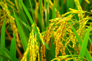 rice Food Production: NALDA, NYSC partner to develop 52 hectares of rice farm in Ebonyi