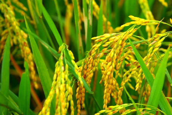 Global rice prices hit 15-year high – FAO