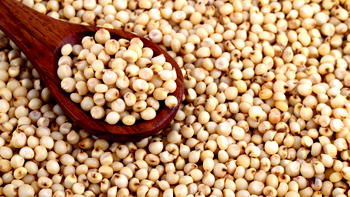 FG, stakeholders synergise to up-scale sorghum production, dominate int’l market