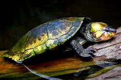 9 children, 10 others die in Madagascar after eating turtle