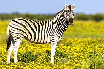Omu Resort welcomes first zebra in Lagos