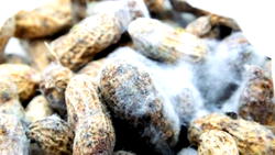 FG advocates aflatoxin management, control in Nigeria for food safety — Official