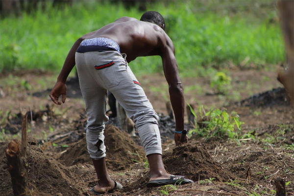 Organic farming can’t feed Nigeria’s growing population – AFAN