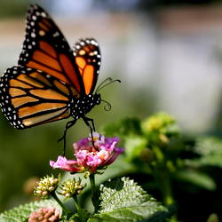 Australian study shows 26 butterflies at great risk of extinction