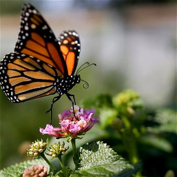 Australian study shows 26 butterflies at great risk of extinction