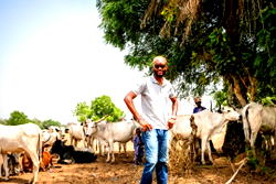 Ban on open grazing not ban on sale of cows, Jinmi Ajayi says