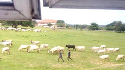 PHOTO: Fulani herdsmen, cows invade premises of FUTO, Owerri