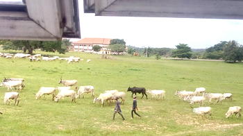 PHOTO: Fulani herdsmen, cows invade premises of FUTO, Owerri