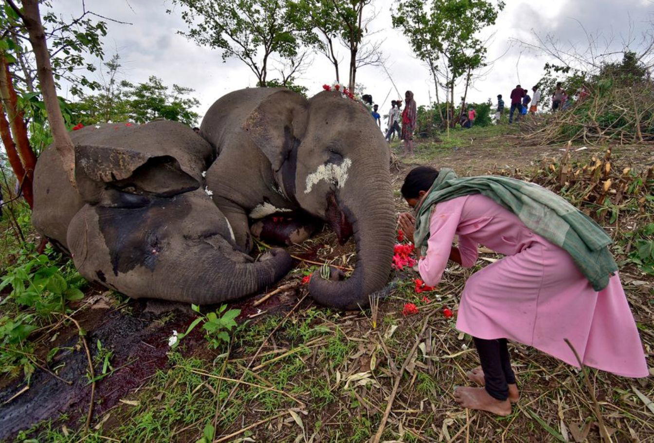 Lightning kills 18 elephants in India ― Official