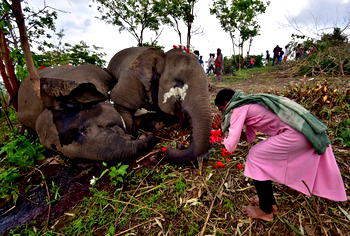 Lightning kills 18 elephants in India ― Official