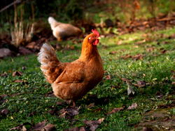Court sentences teenager to 14 days community service for stealing 2 hens