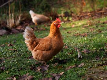 Court sentences teenager to 14 days community service for stealing 2 hens