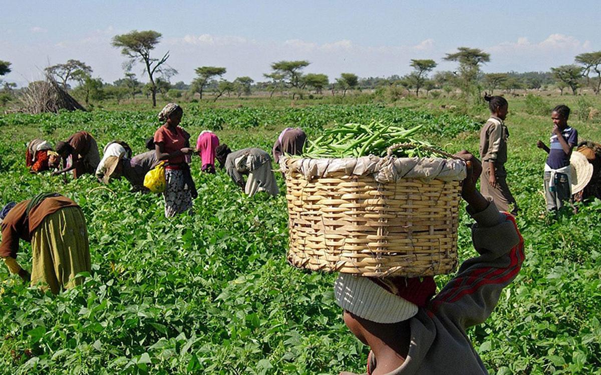 Industrial agriculture is no solution for Africa