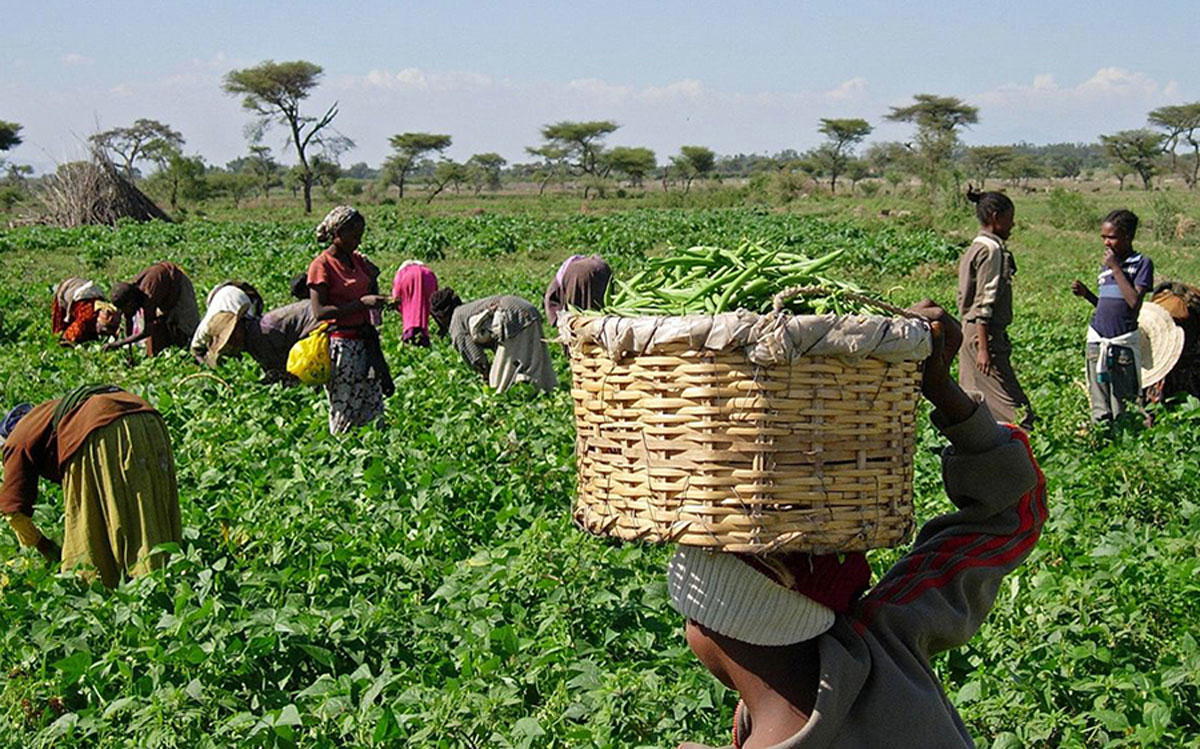 FG recruits 1,550 agric scientists to boost food production - ARCN ...