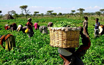 Agriculture: Govts urged to initiate policies to involve youths
