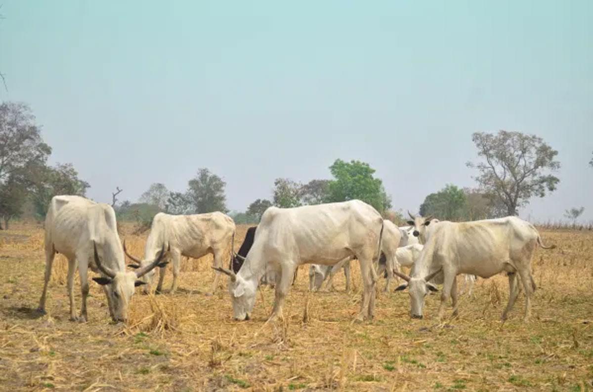 Farmers in Enugu say anti-open grazing law has no impact