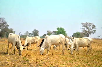 Group rejects grazing zones in Yoruba land, South West