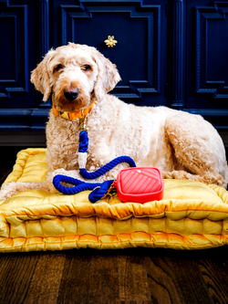 Pink Papyrus- helping your pooch look and feel their best at all times