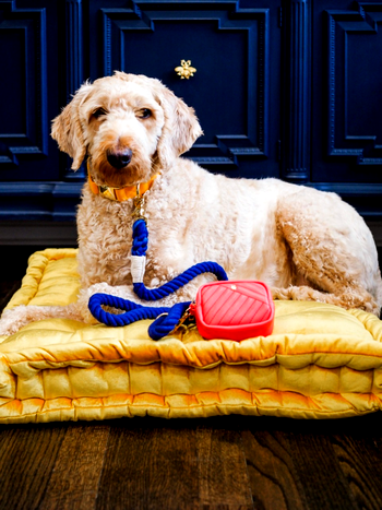 Pink Papyrus- helping your pooch look and feel their best at all times
