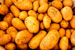 FG starts potato revolution in Kano, builds capacity of 150 farmers