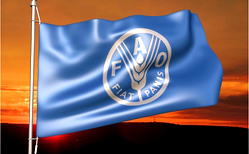 WHO, FAO worry as COVID-19 exposes vulnerabilities in food production, control