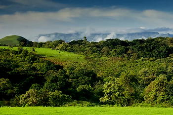 Nigeria to lose vegetation by 2039 unless… – Climate Specialists