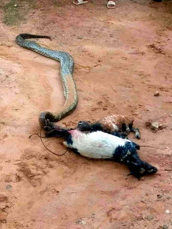 Killing of Python: Alvan Ikoku college asked to consult Chief priest for cleansing