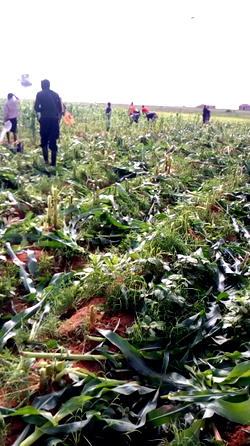 Crops on cultivated farmlands mowed down in Plateau community