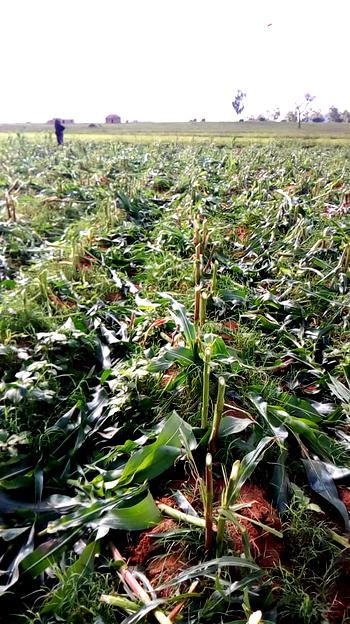 Plateau: Irigwe chiefdom seeks end to crop destruction