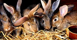 Expert recommends rabbit meat consumption as prevention for uric acid