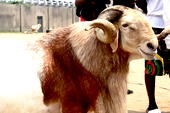 Sallah greetings to Muslims