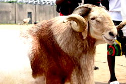 Eid-el-Kabir: How Near Foundation feted over 70,000 families