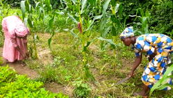 Stemming hunger – and anger – in the land