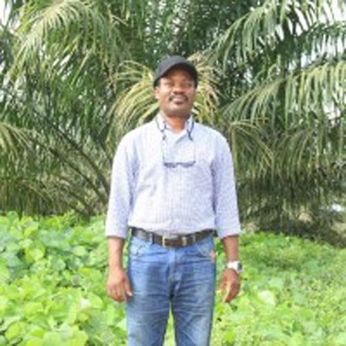 How I increased my oil palm plantation yields — Awelewa