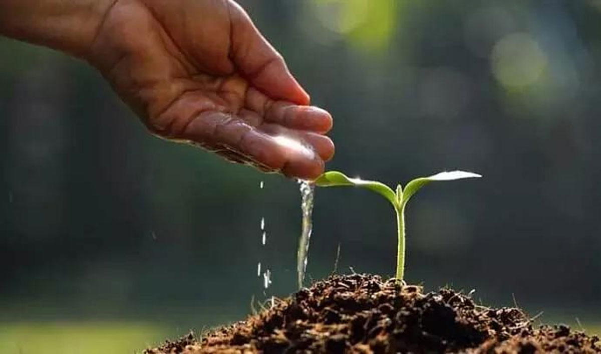 Afforestation: NCF plants 2m tree seedlings nationwide