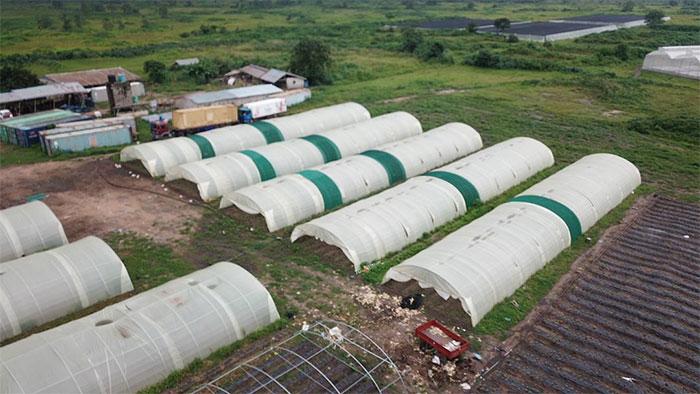 Oyo agribusiness firm recounts over N300m loss to heavy winds
