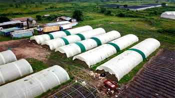 Oyo agribusiness loses N300m to heavy winds