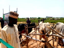 Nigeria needs 1.7 metric tonne of milk — Experts