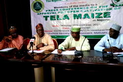 IAR allays fears of Nigerians over TELA Maize