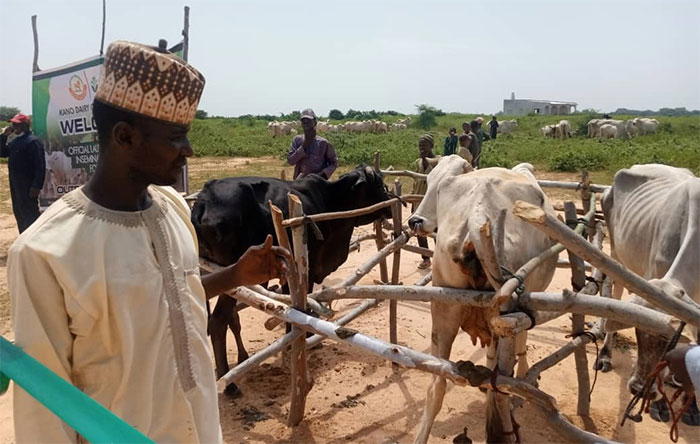 FG inseminates 100 cows for milk in Kano